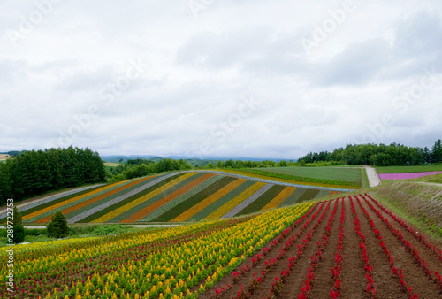 Beautiful rainbow flower fields  colorful flowers farm rural garden against white clouds sky background the row of flora growth in spring time at Furano   Hokkaido in Japan
