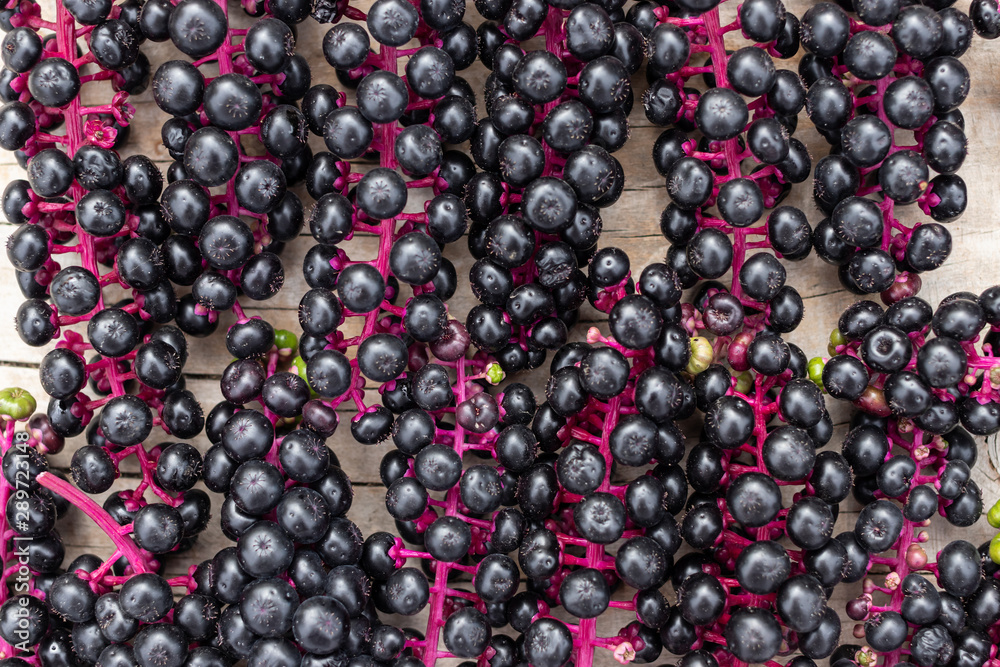Abstract background of black laconic berries with a bright pink Abstract background of black laconic berries with a bright pink