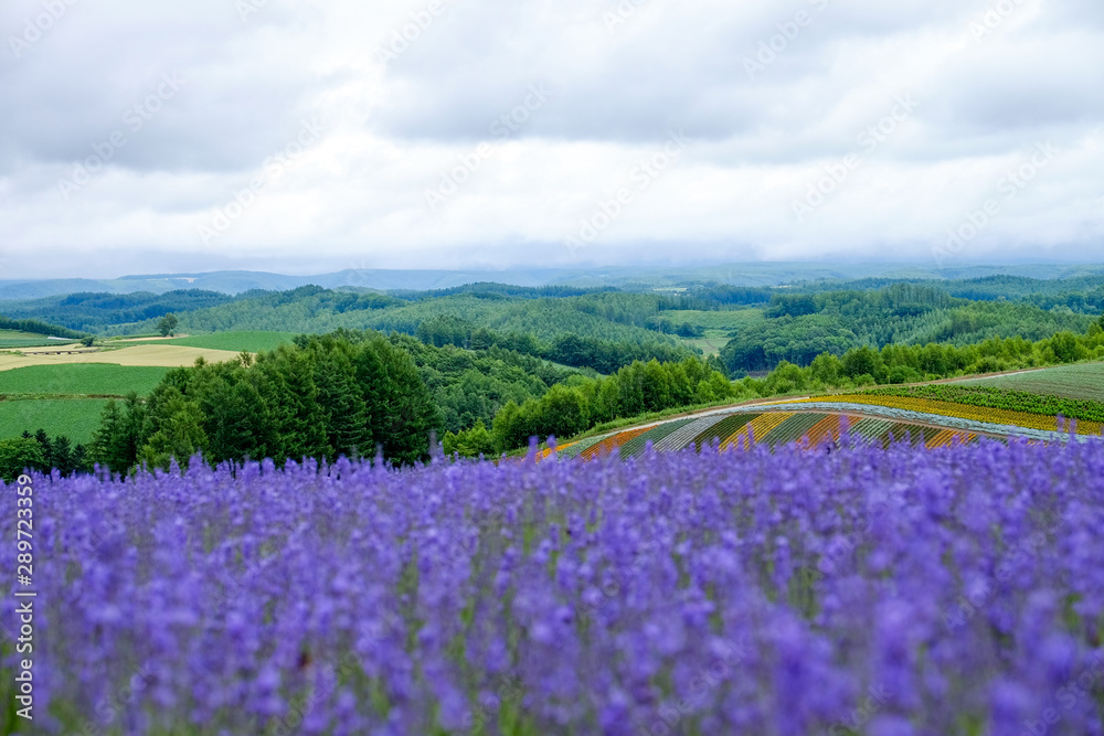 Fototapeta premium Beautiful rainbow flower fields, colorful lavender flowers farm,rural garden against white clouds sky background,the flower in row of pink,white,purple,spring time at Furano , Hokkaido in Japan