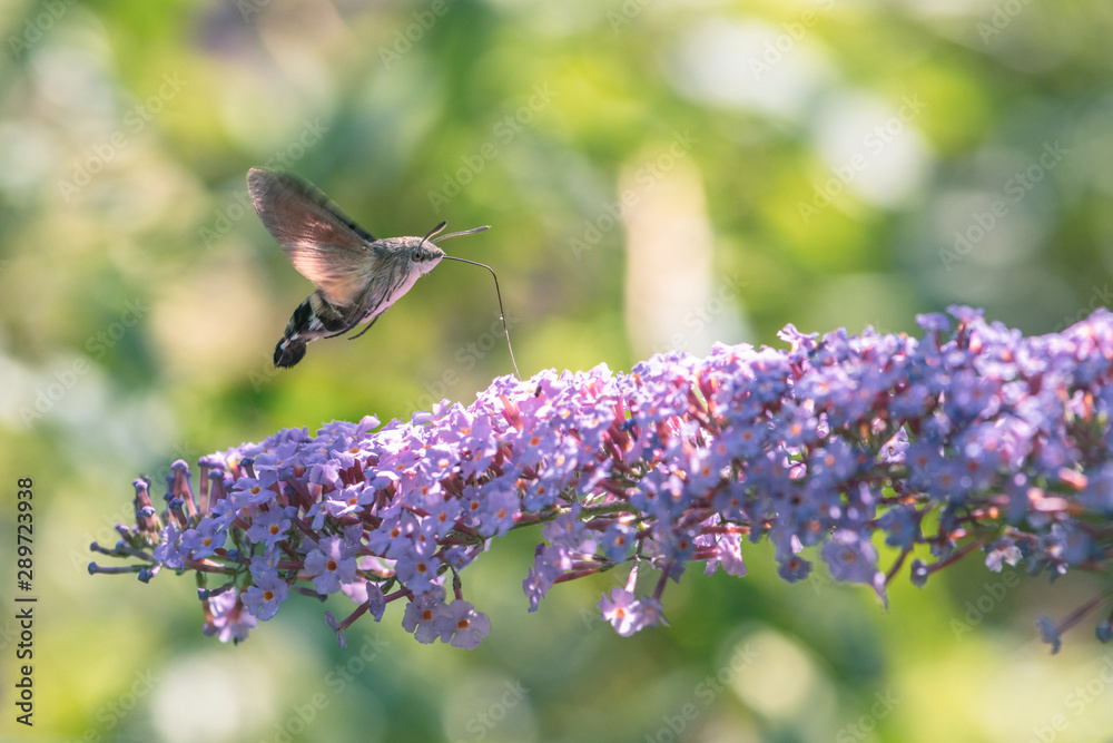 Hummingbird hawk-moth flying while feeding pink flower Hummingbird hawk-moth flying while feeding pink flower