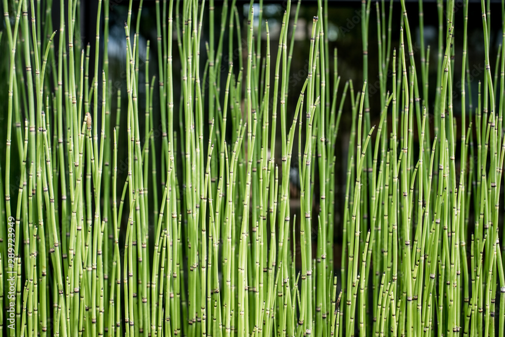 bamboo background bamboo background