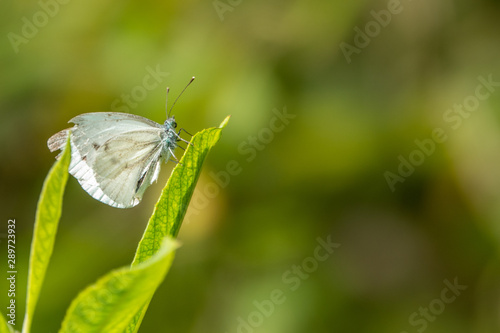 a close-up of a white butterfly sitting on a green blade of grass in the sunshine photo