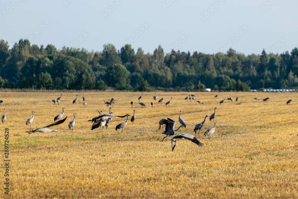 beautiful landscape with crane bird , yellow field covered, forest in the distance, autumn morning