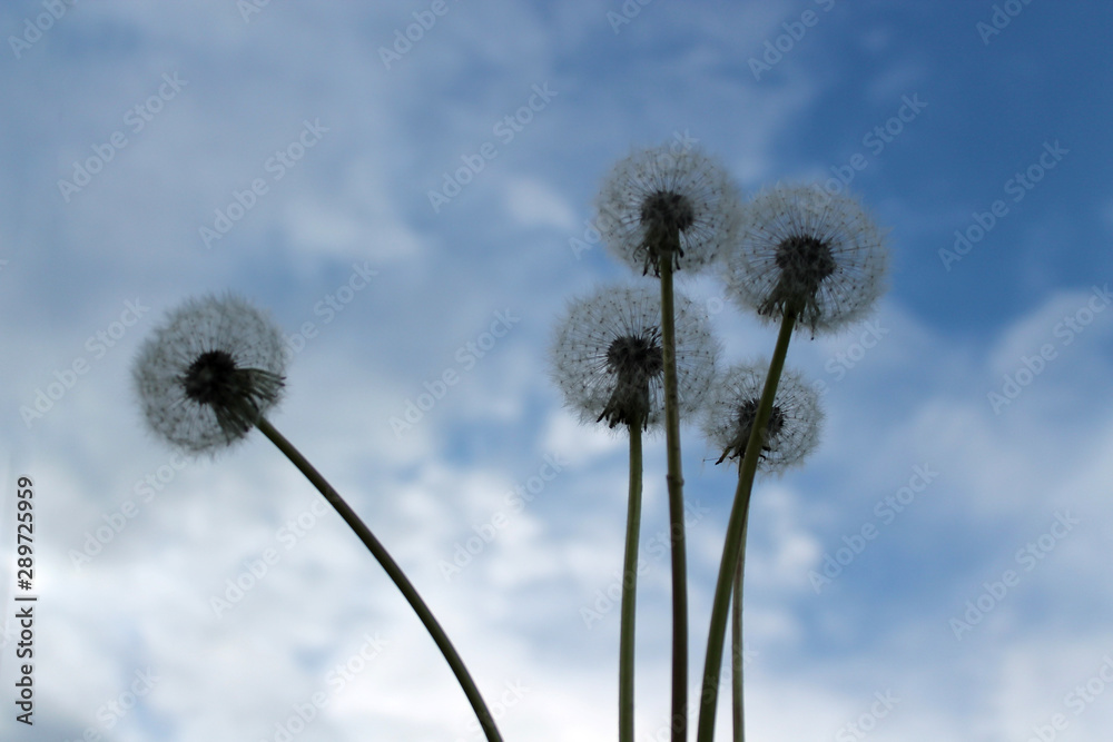 Fototapeta premium Airy white dandelions from bottom to top, against the blue sky