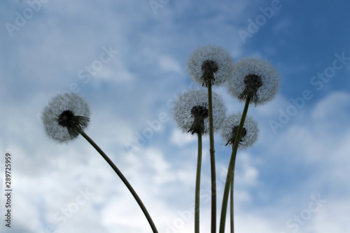 Airy white dandelions from bottom to top  against the blue sky