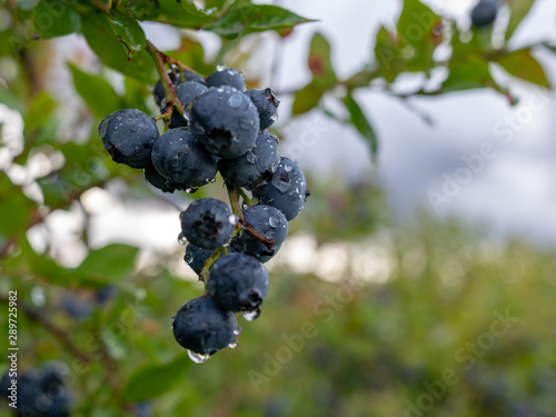 close-up view with blueberry berries, rainy day, wet berries,