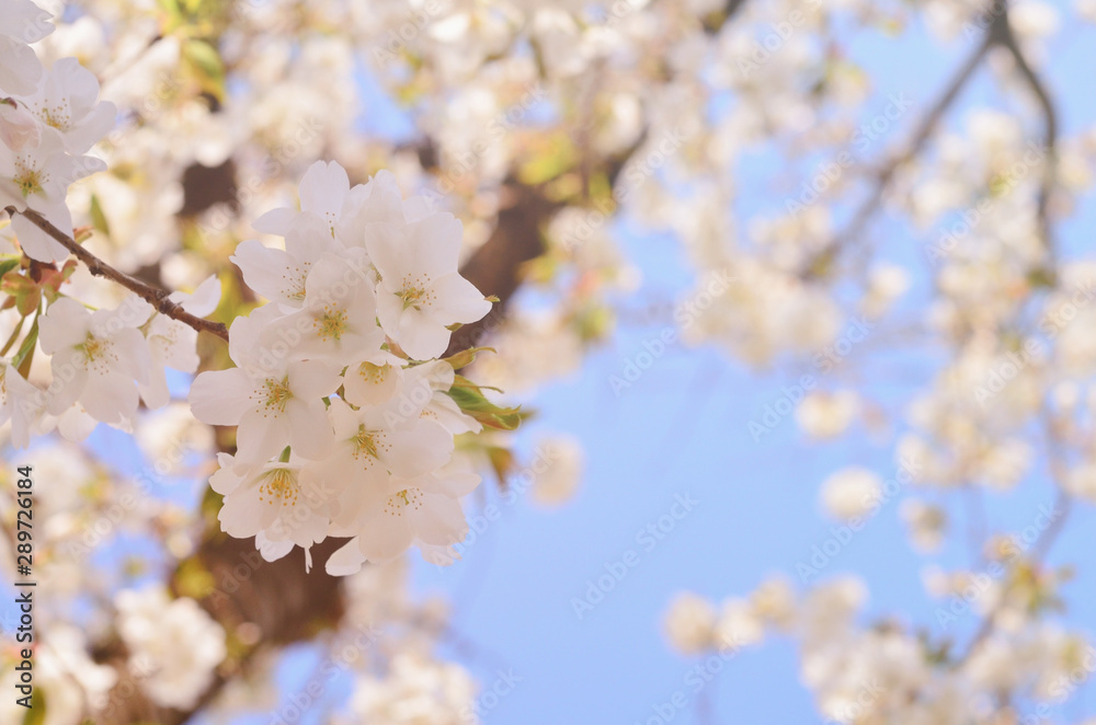 cherry blossom cherry blossom