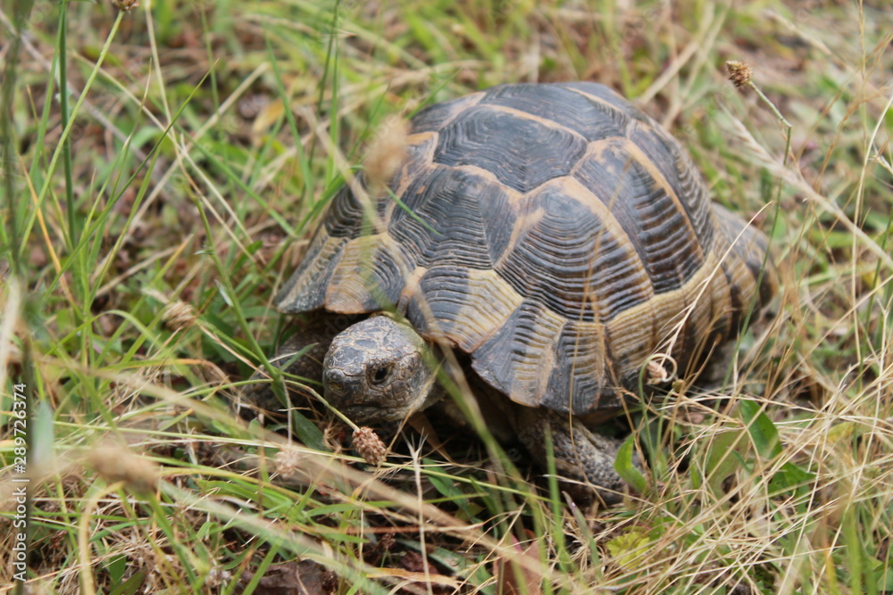 An unexpected encounter with a wild turtle in the forest in the mountains. Неожиданная встреча с дикой черепахой в лесу в горах An unexpected encounter with a wild turtle in the forest in the mountains. Неожиданная встреча с дикой черепахой в лесу в горах