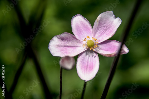 pink flower in garden