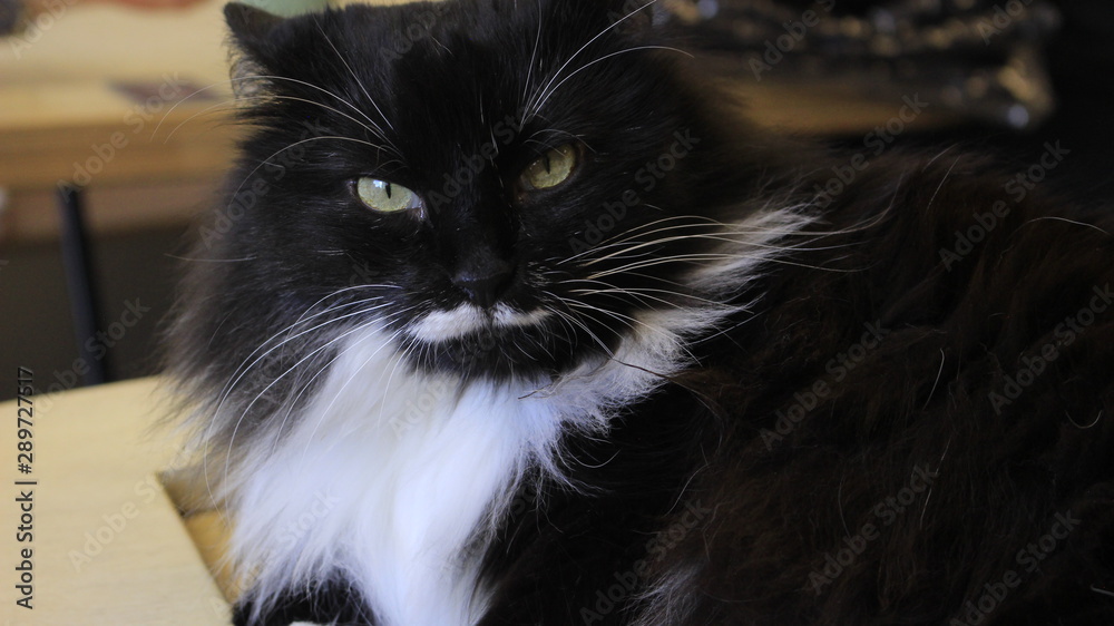 black cat with moustache