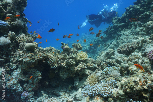 underwater coral reef landscape background in the deep blue sea with colorful fish and marine life