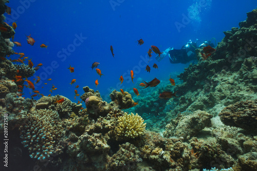 Fototapeta Naklejka Na Ścianę i Meble -  underwater coral reef landscape background in the deep blue sea with colorful fish and marine life