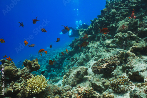 underwater coral reef landscape background in the deep blue sea with colorful fish and marine life