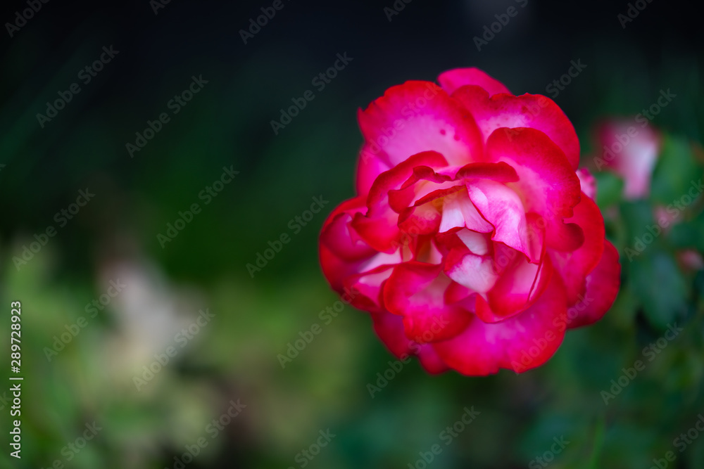 A flower in the foreground of a flower with bright colors and soft background A flower in the foreground of a flower with bright colors and soft background