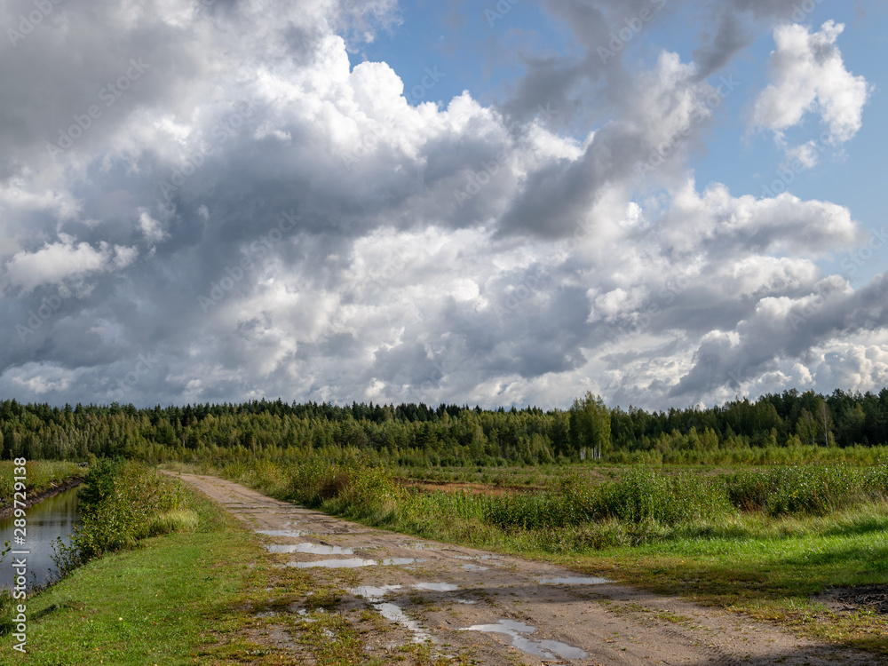 view of blueberry plantation, rainy autumn day, many clouds, wet road with sky glare, swampy ditch view of blueberry plantation, rainy autumn day, many clouds, wet road with sky glare, swampy ditch