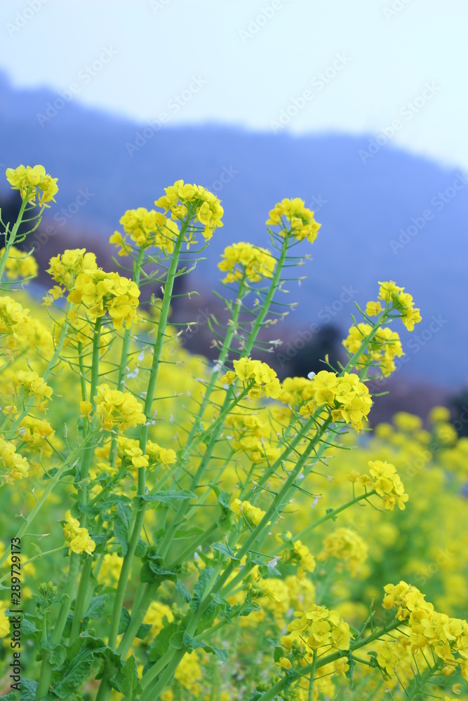 菜の花 菜の花畑 菜の花 菜の花畑