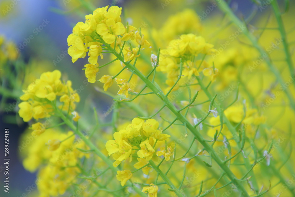菜の花　菜の花畑