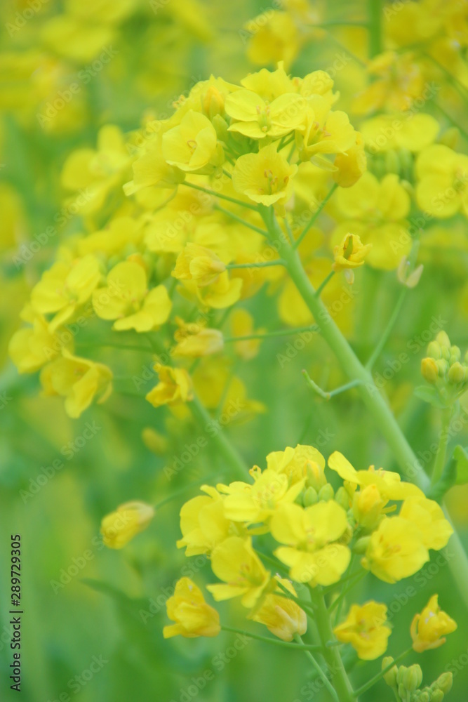 菜の花 菜の花畑 菜の花 菜の花畑