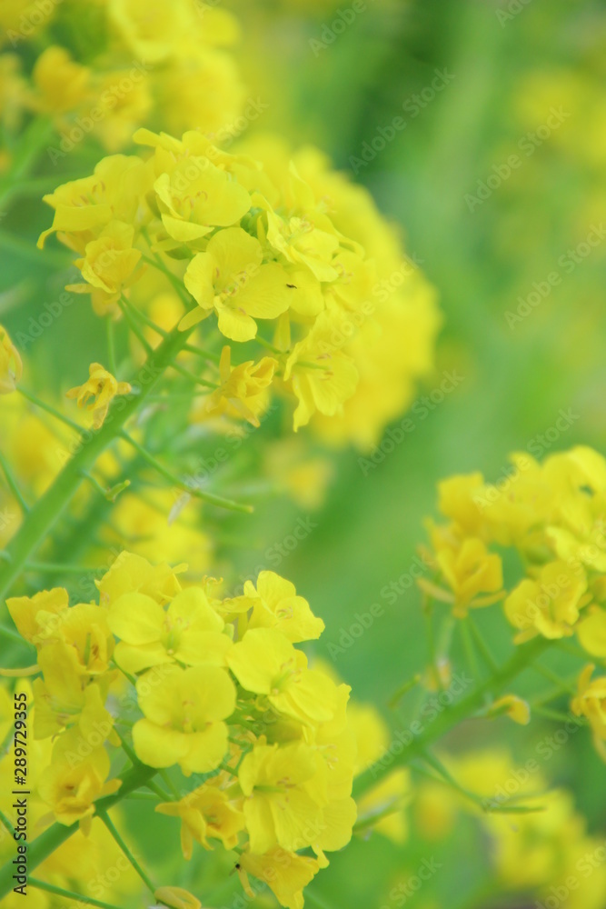 菜の花 菜の花畑 菜の花 菜の花畑