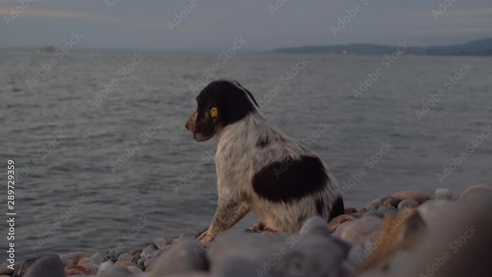Cute street dog sitting on the beach, sunset, ocean, sea, Cute street dog sitting on the beach, sunset, ocean, sea,