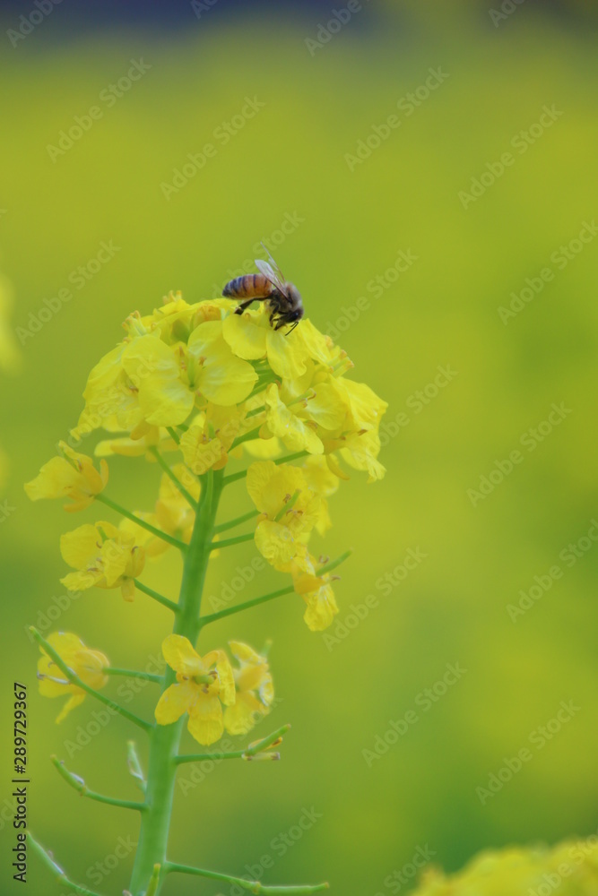 菜の花 菜の花畑 菜の花 菜の花畑