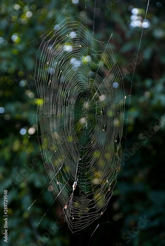 A Close-up of A Spider Web