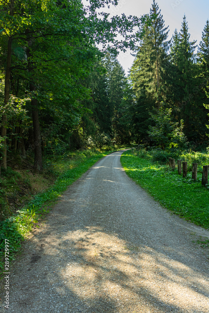 Fototapeta premium Waldweg