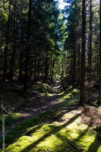 Waldweg