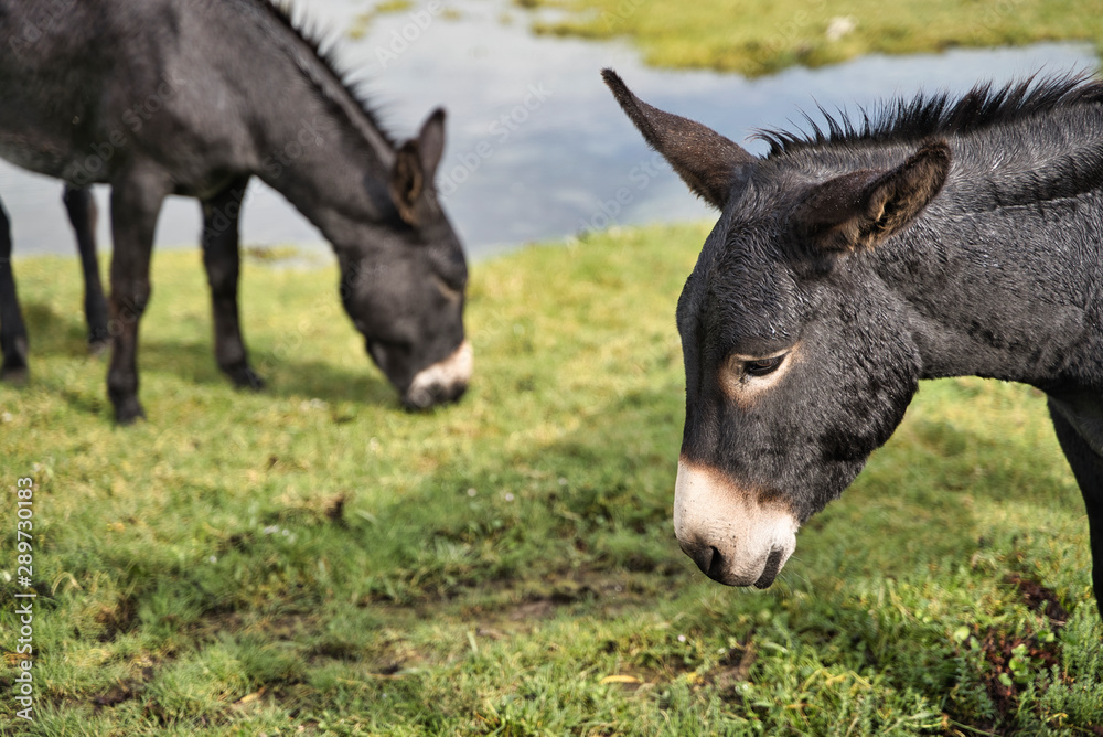 two black donkeys, livestock concept