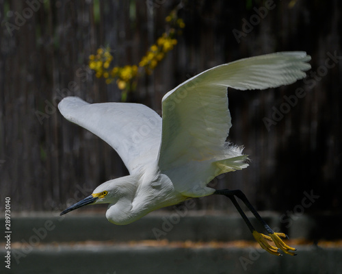 Egret