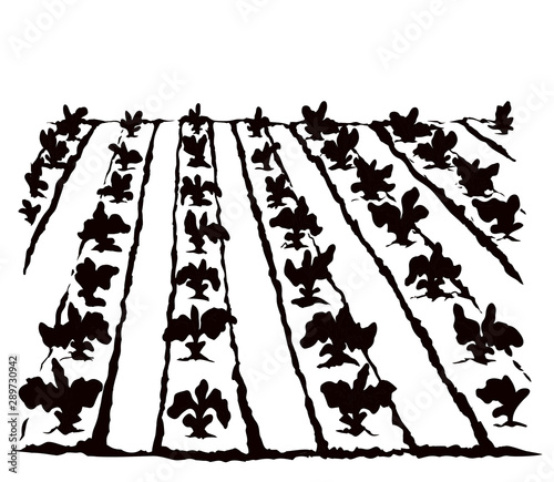 Garden beds. Vector drawing
