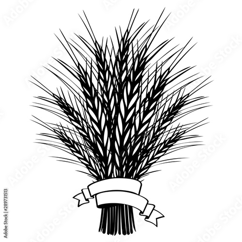 Barley or wheat ears bundle with ribbon on white. Black and white hand drawn sketch illustration for bakery, tags or labels design