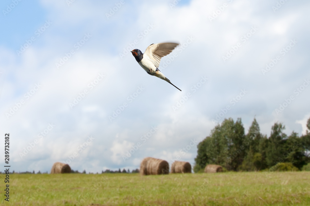 Fototapeta premium view of two swallow birds flying on countryside summer background