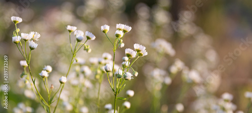 Scene with wild grass on a sun light