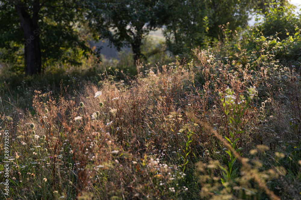 Fototapeta premium Scene with wild grass on a sun light