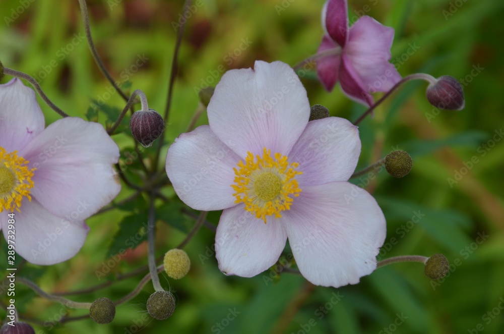 Fototapeta premium Anemone blüht im Herbstgarten