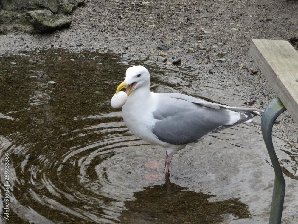Obraz premium Stanley Park Birds - Seagull
