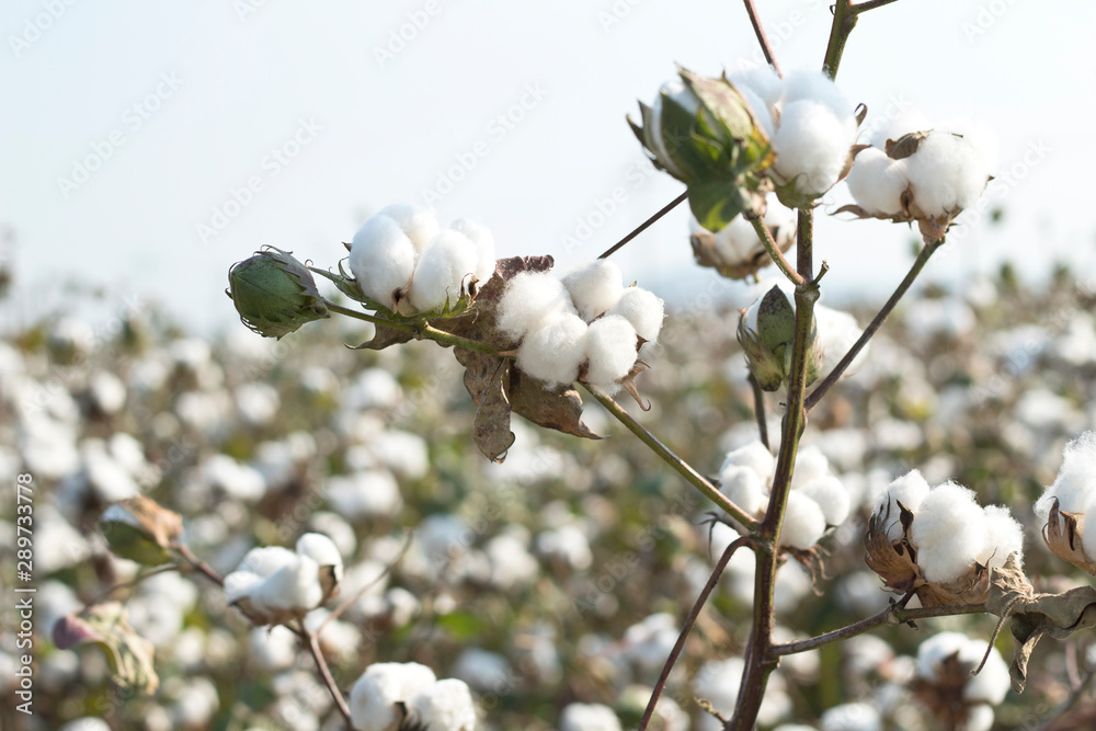 Cotton fields ready for harvesting Cotton fields ready for harvesting