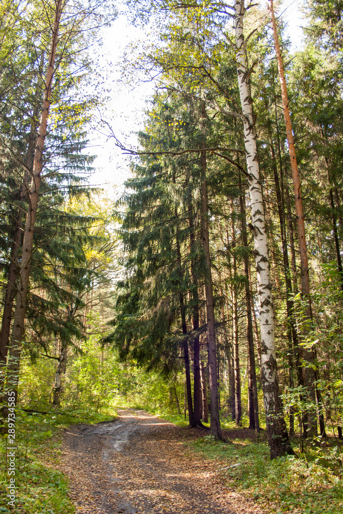 Obraz premium road in the autumn forest