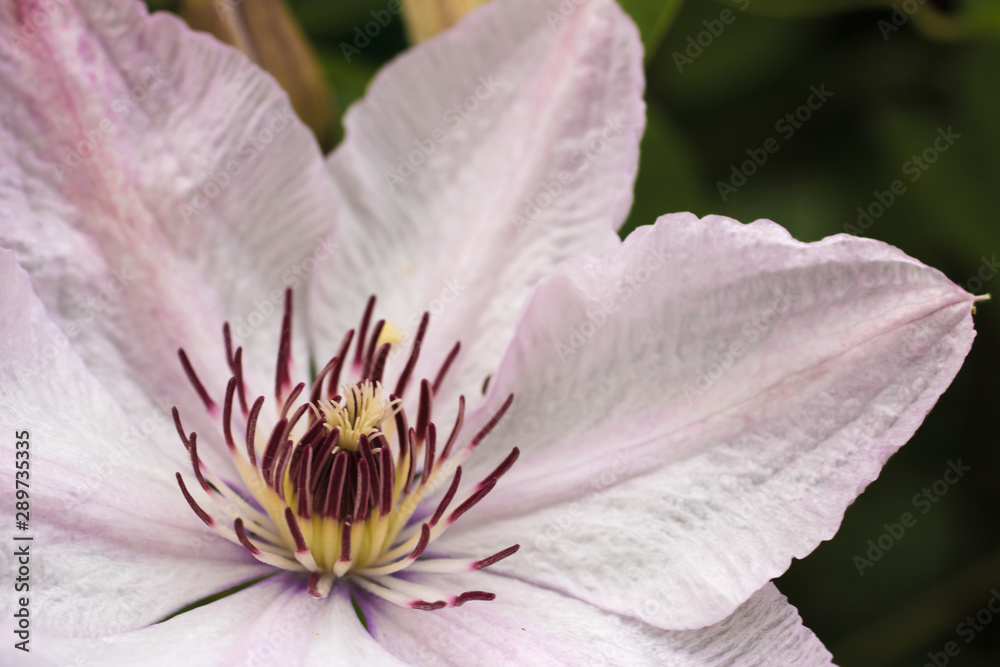 White clematis flower close up