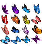 Butterfly material butterfly overlay various beautiful butterflies