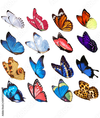 Photography Butterfly material butterfly overlay various beautiful butterflies