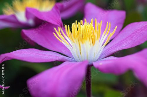 Pink clematis flower close up