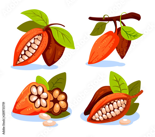 Cocoa beans illustration cartoon style. Chocolate cocoa beans tree.