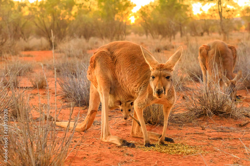 Fényképezés Red female kangaroo with a joey in a pocket, Macropus rufus, on the red sand of outback central Australia