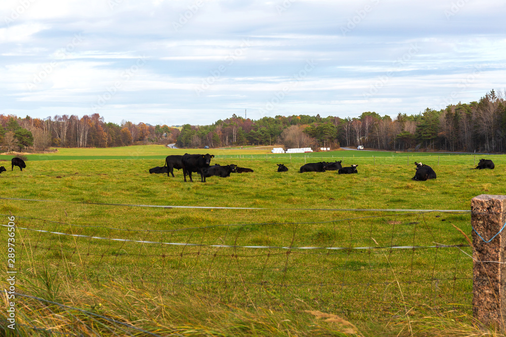 Obraz premium Cattle at Field