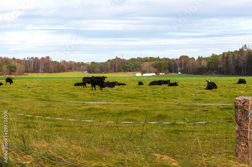 Cattle at Field