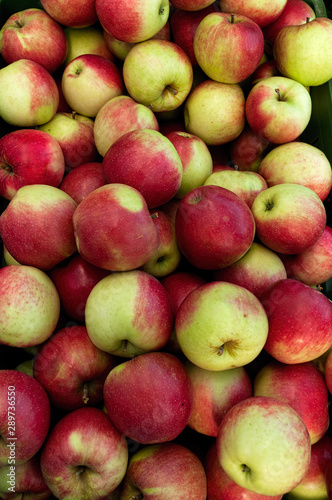 duża grupa świerzych jabłek
