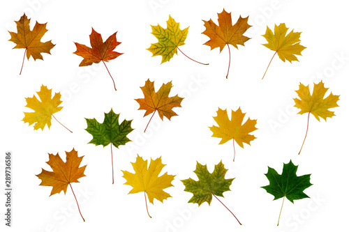 Yellow, green and orange maple leaves isolated on white background