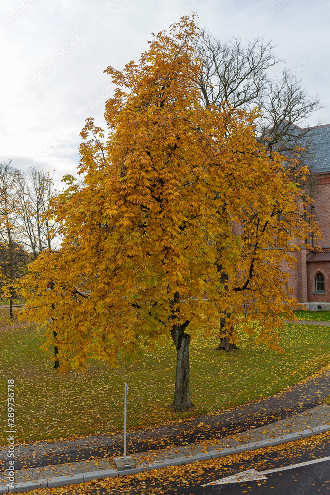 Naklejka premium Deciduous Tree